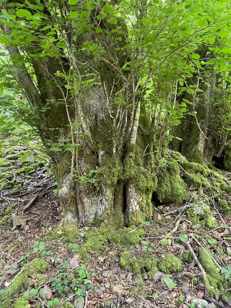 Arbre remarquable trouvé au sud du champ de bataille du Sudel.