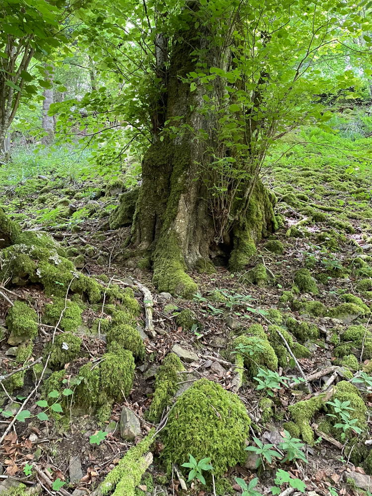 Arbre remarquable vu aux alentours du Sudel.