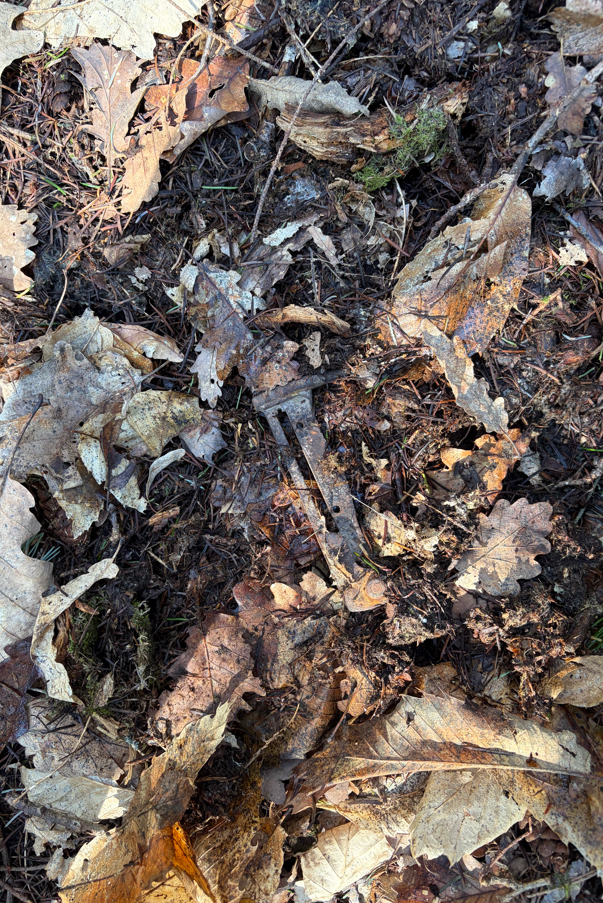 Une baïonnette allemande de la Première Guerre mondiale enfouie dans les feuillages sur le champ de bataille du Sudel.